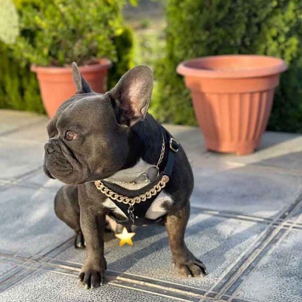  78 عکس سگ پشمالو