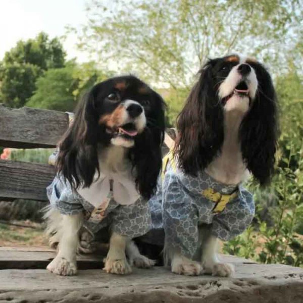  78 عکس سگ پشمالو