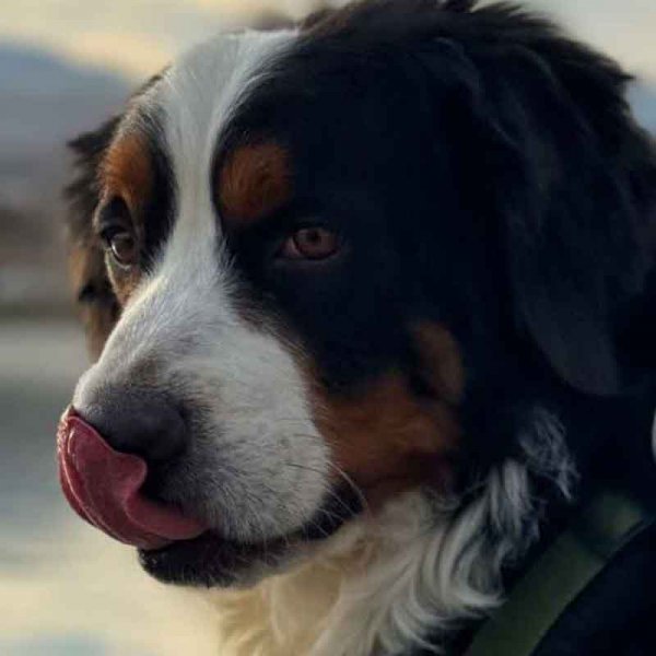  78 عکس سگ پشمالو