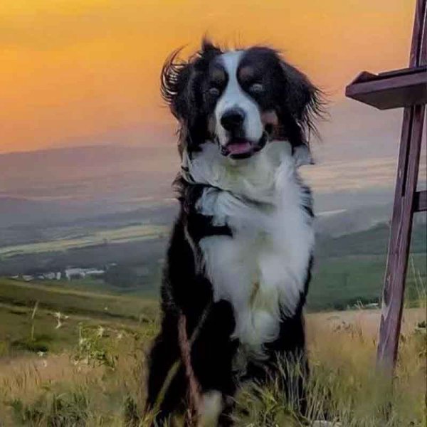  78 عکس سگ پشمالو