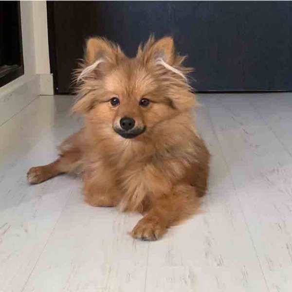  78 عکس سگ پشمالو