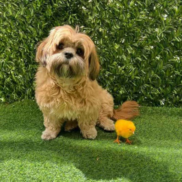  78 عکس سگ پشمالو