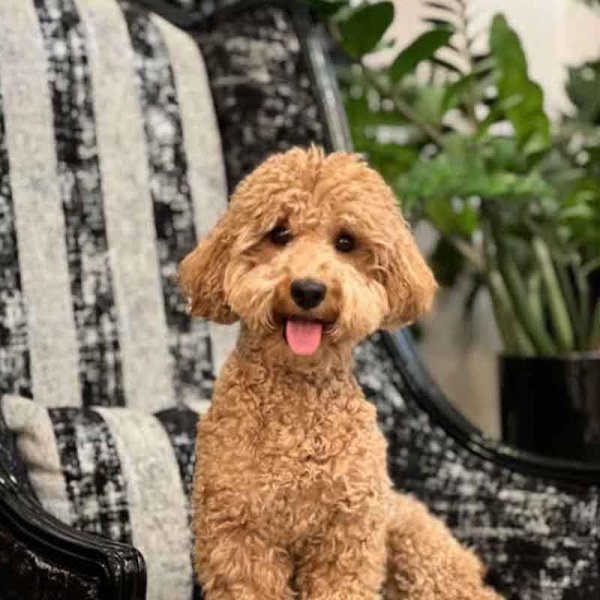  78 عکس سگ پشمالو