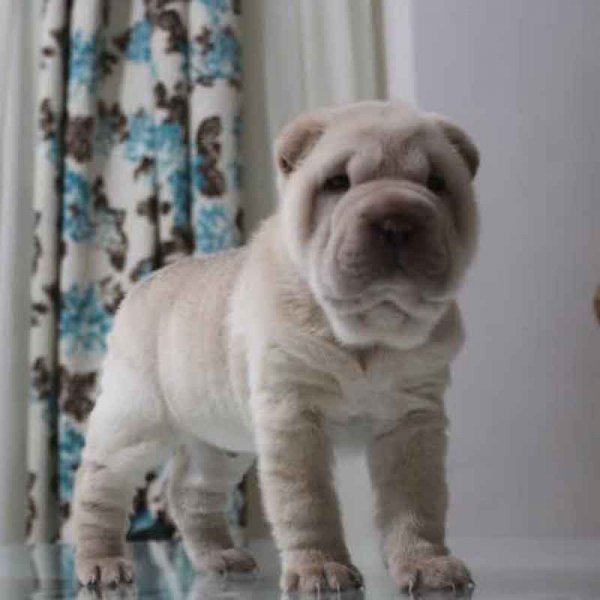  78 عکس سگ پشمالو