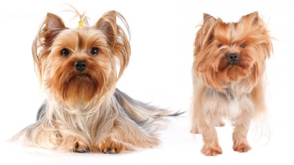  78 عکس سگ پشمالو