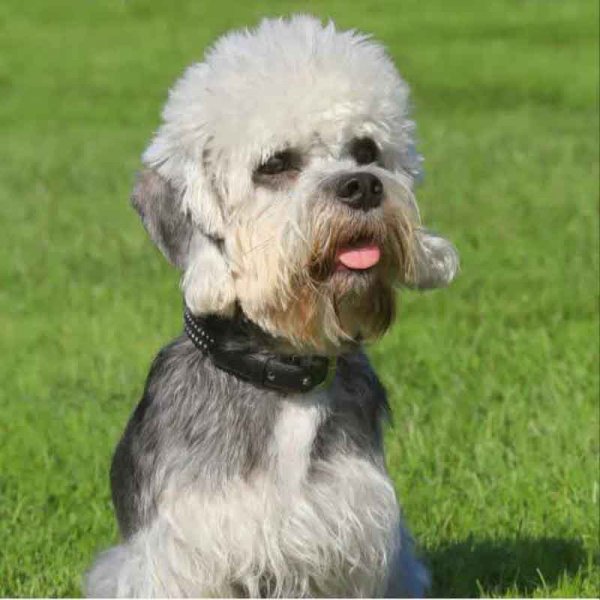  78 عکس سگ پشمالو