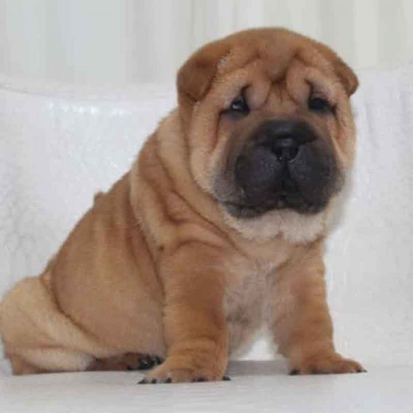  78 عکس سگ پشمالو