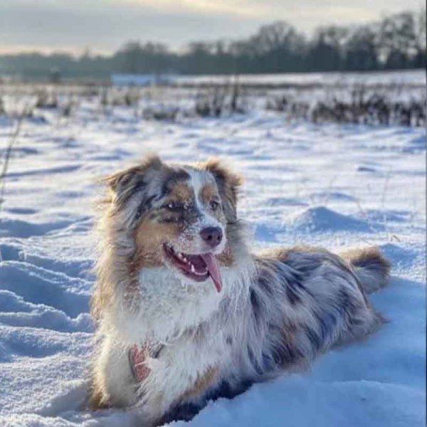  78 عکس سگ پشمالو