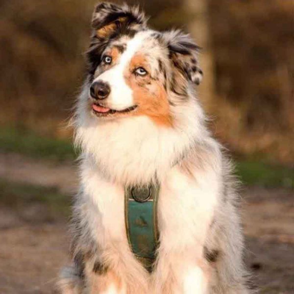  78 عکس سگ پشمالو