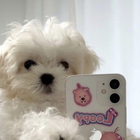  عکس سگ پشمالو برای پروفایل