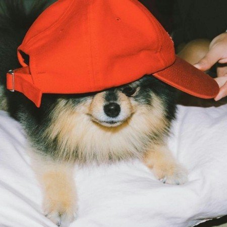  عکس سگ پشمالو برای پروفایل