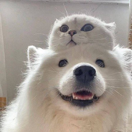  عکس سگ پشمالو برای پروفایل