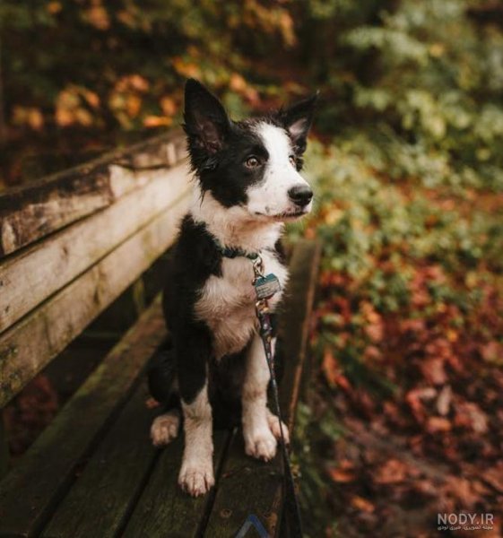 عکس سگ پشمالو سیاه