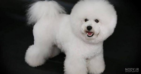  عکس سگ پشمالو سیاه