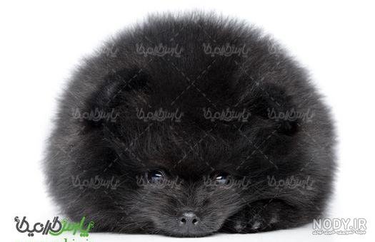  عکس سگ پشمالو سیاه