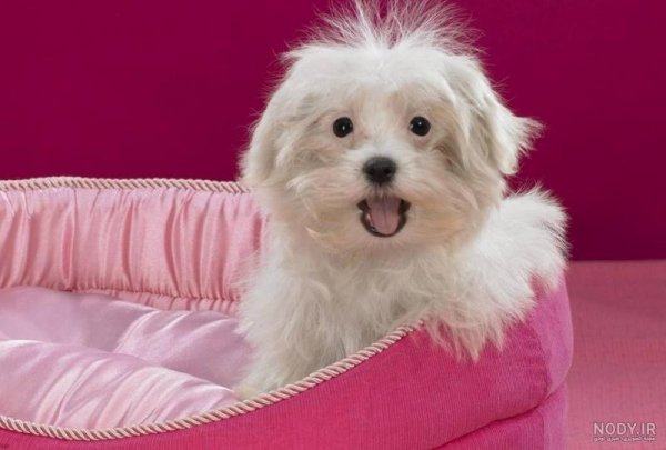  عکس سگ پشمالو سیاه