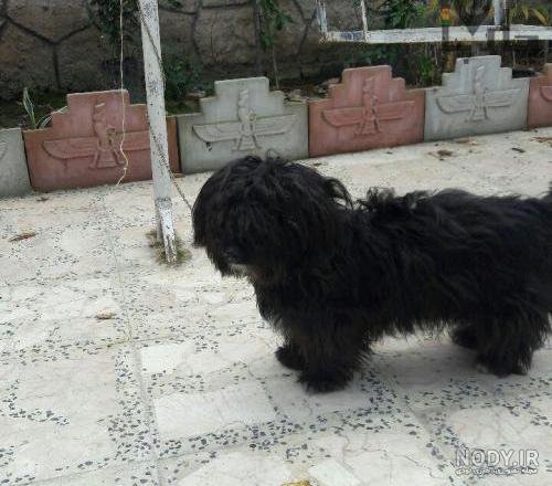  عکس سگ پشمالو سیاه