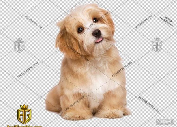  عکس سگ پشمالو سیاه