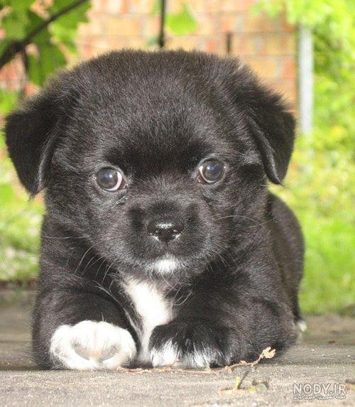  عکس سگ پشمالو سیاه