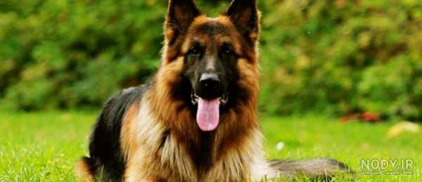  عکس سگ پشمالو سیاه