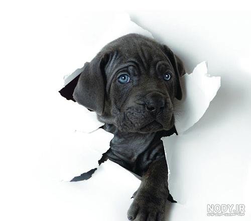  عکس سگ پشمالو سیاه