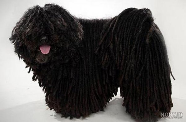  عکس سگ پشمالو سیاه