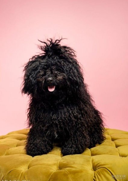  عکس سگ پشمالو سیاه