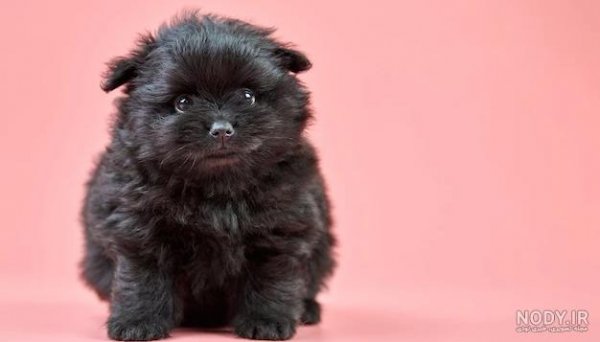  عکس سگ پشمالو سیاه