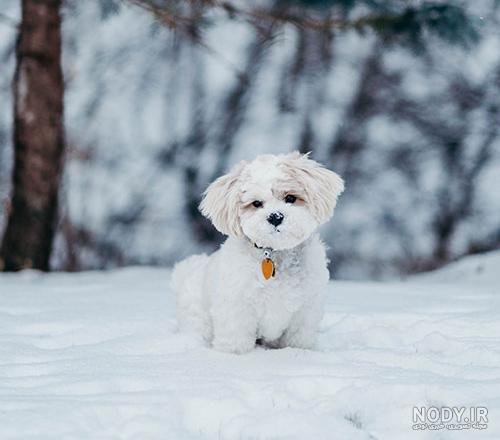  عکس سگ پشمالو سیاه