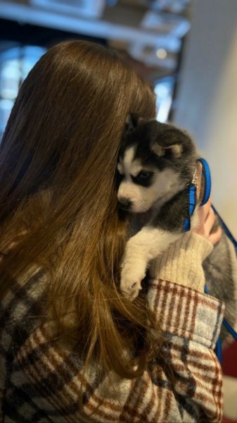 عکس دختر با سگ برای پروفایل فانتزی