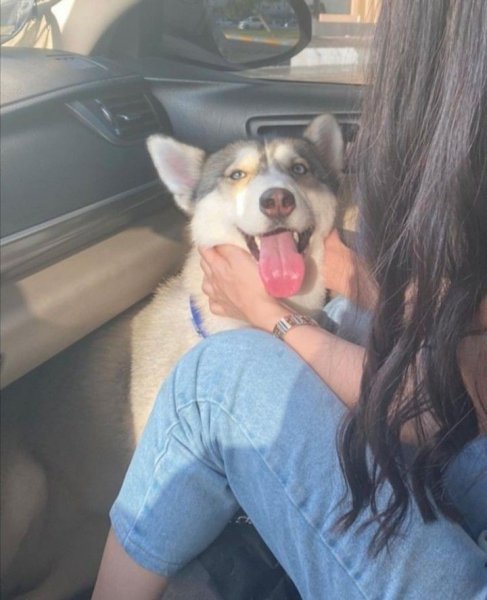  عکس دختر با سگ برای پروفایل فانتزی