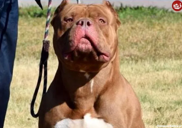  عکس پروفایل سگ وحشی
