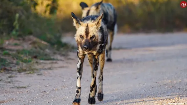  عکس پروفایل سگ وحشی