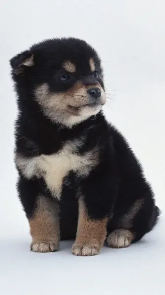  عکس توله سگ سیاه