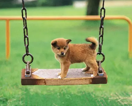  عکس توله سگ سیاه