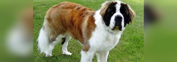  عکس سگ سیاه ترسناک