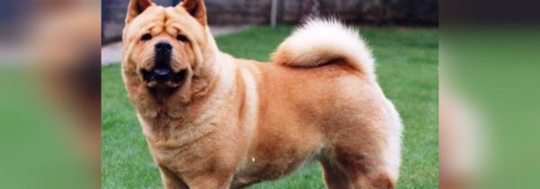  عکس سگ سیاه ترسناک