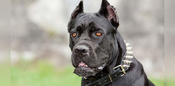  عکس سگ سیاه ترسناک