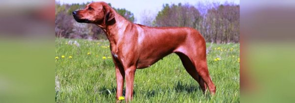  عکس سگ سیاه ترسناک