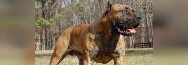  عکس سگ سیاه ترسناک