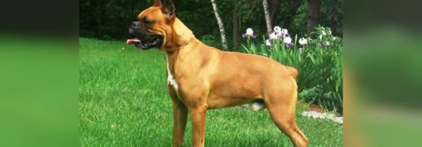  عکس سگ سیاه ترسناک