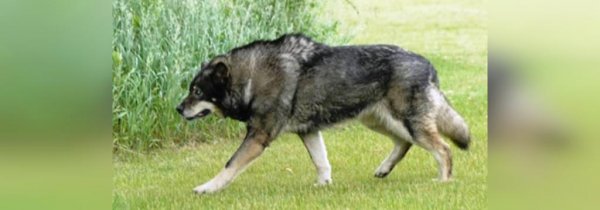  عکس سگ سیاه ترسناک