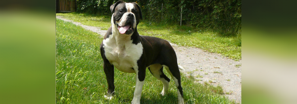  عکس سگ سیاه ترسناک