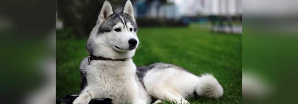  عکس سگ سیاه ترسناک