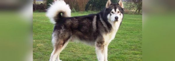  عکس سگ سیاه ترسناک