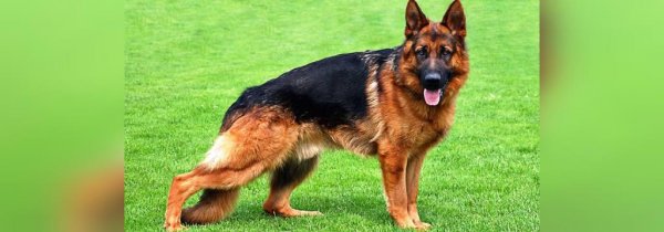  عکس سگ سیاه ترسناک