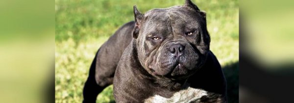  عکس سگ سیاه ترسناک