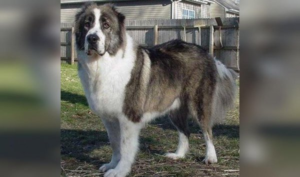  عکس سگ سیاه ترسناک