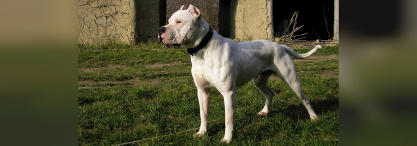  عکس سگ سیاه ترسناک