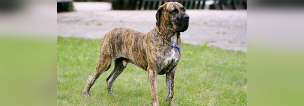  عکس سگ سیاه ترسناک